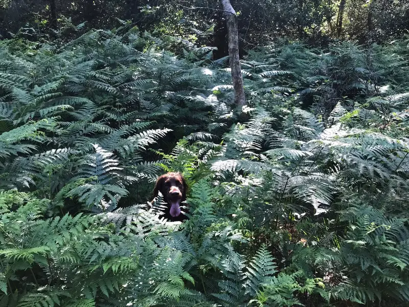 Where's Dug.webp
