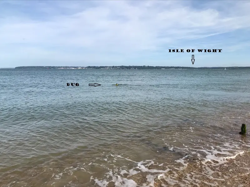 Swimming Dug.webp