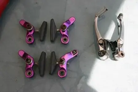 purple canti.webp
