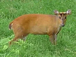 muntjac_deer.webp