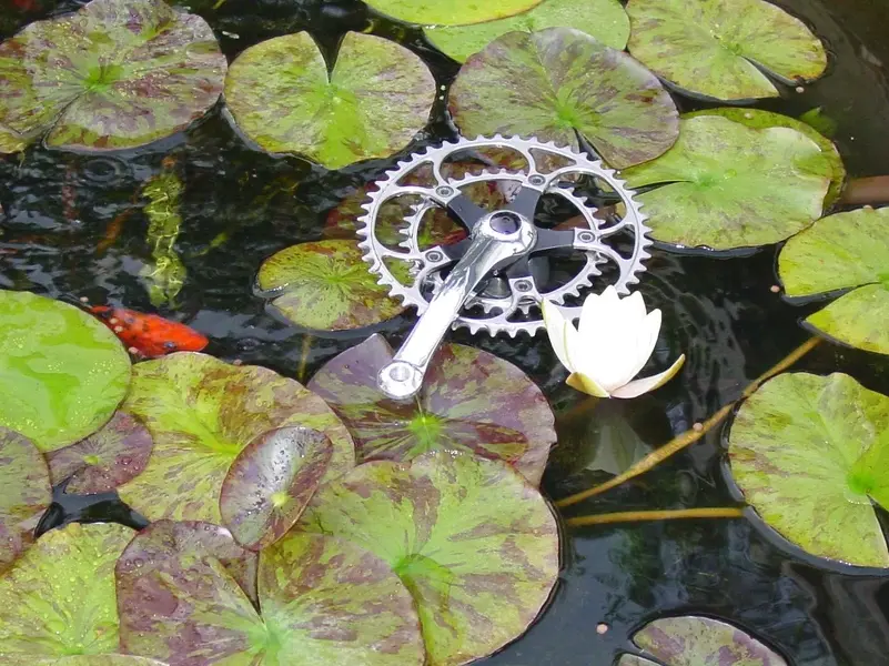 E2 pond 3.webp