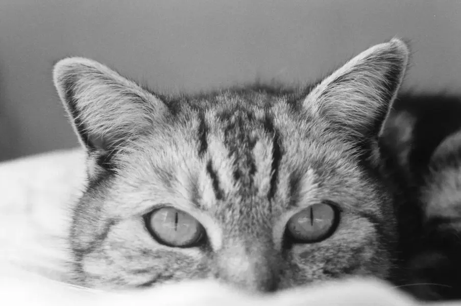 Silver Tabby.webp