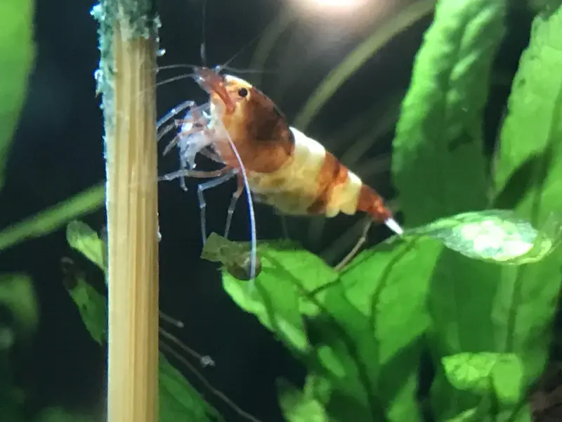 Skrimp.webp