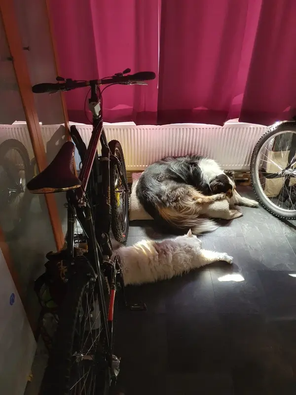 pet accident.webp