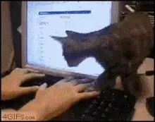 cat-keyboard.webp