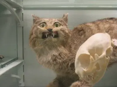 stuffedcat.webp