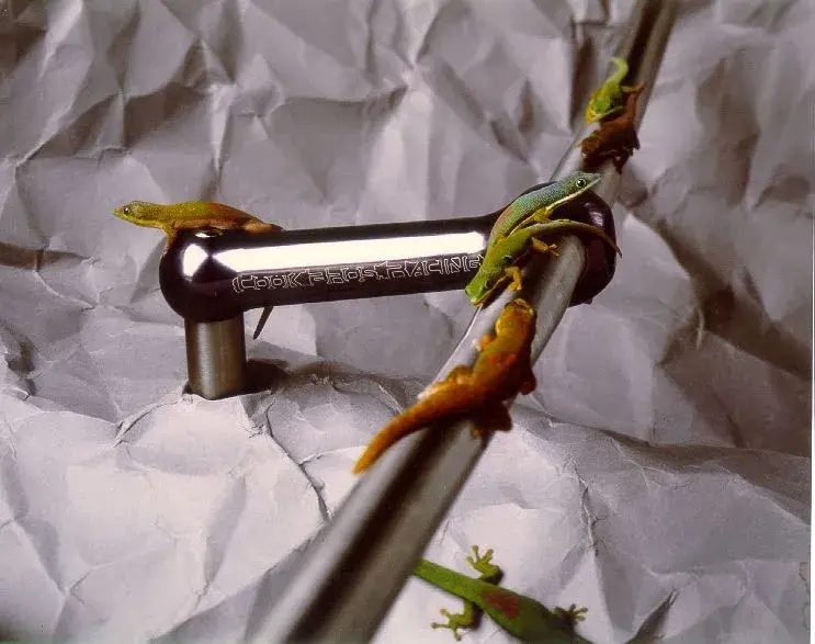 gecko stem.webp