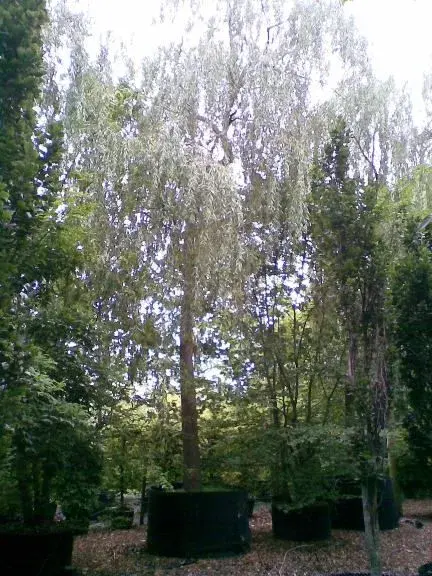 Image000.webp
