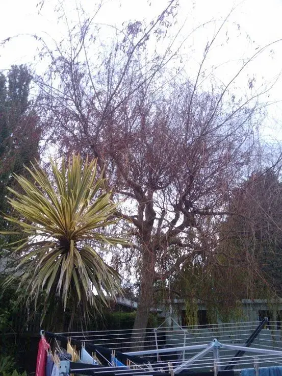 tree3.webp