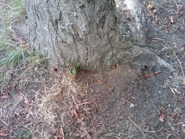 tree2.webp