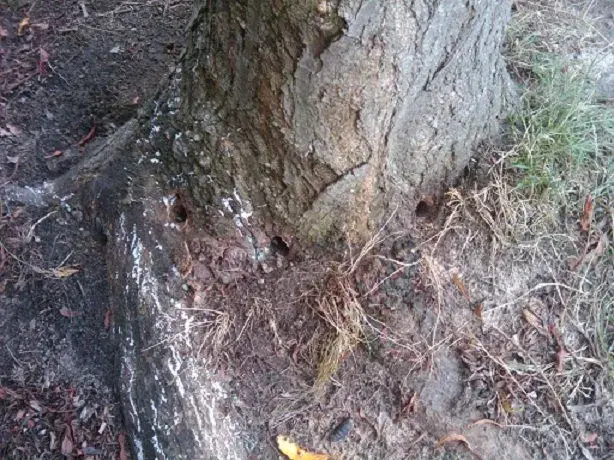 tree1.webp
