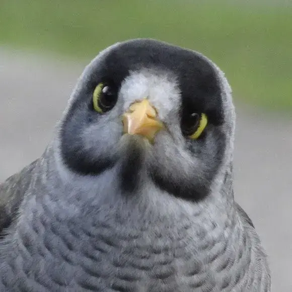 noisy miner 1.jpeg