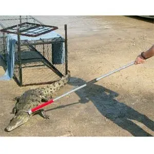 gator.webp