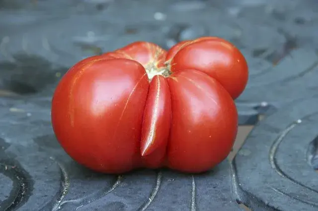 Tomato1.webp