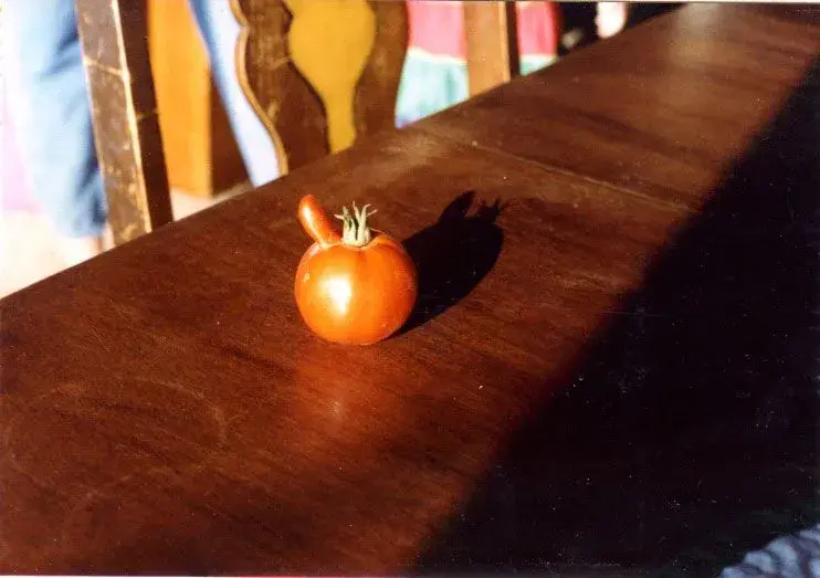 tomato.webp