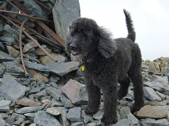 Sooty.webp