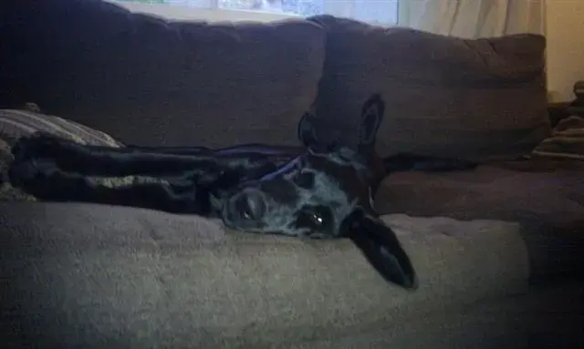 Sofa (Small).webp