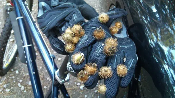 spiky-w800-h600.webp