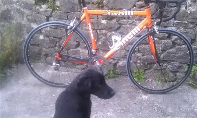 Cinelli dog (Small).webp