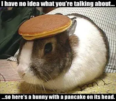 bunny.webp