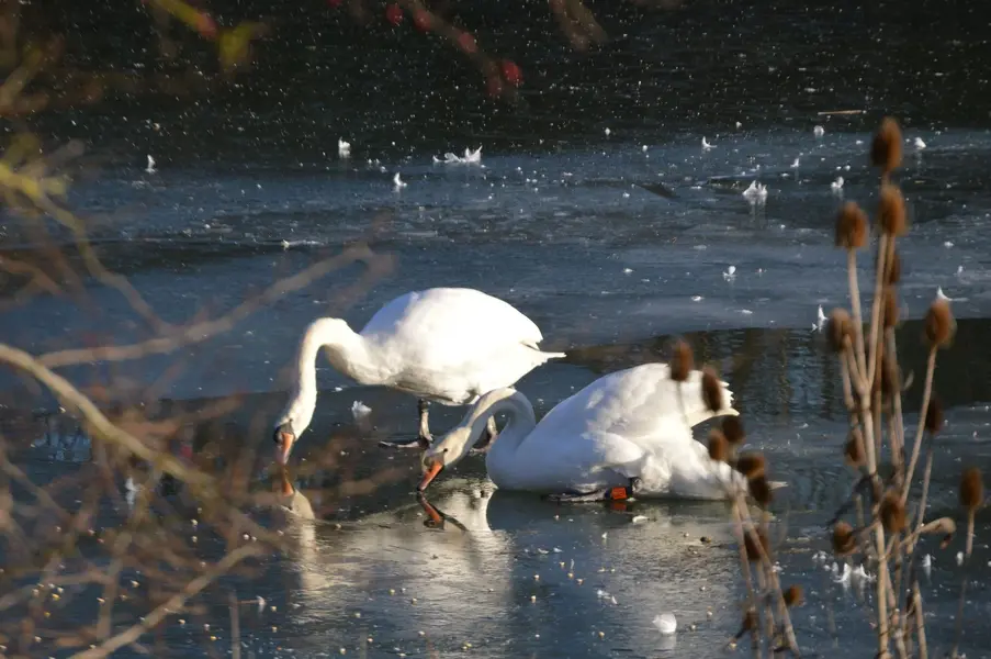 Swans.webp