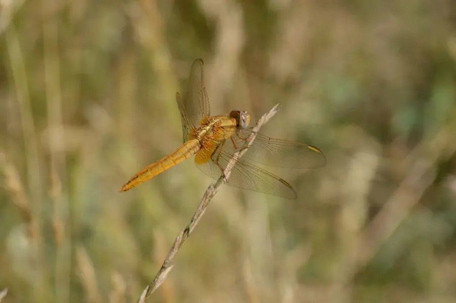 Dragonfly.webp