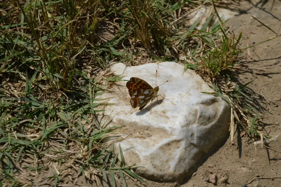 Butterfly.webp