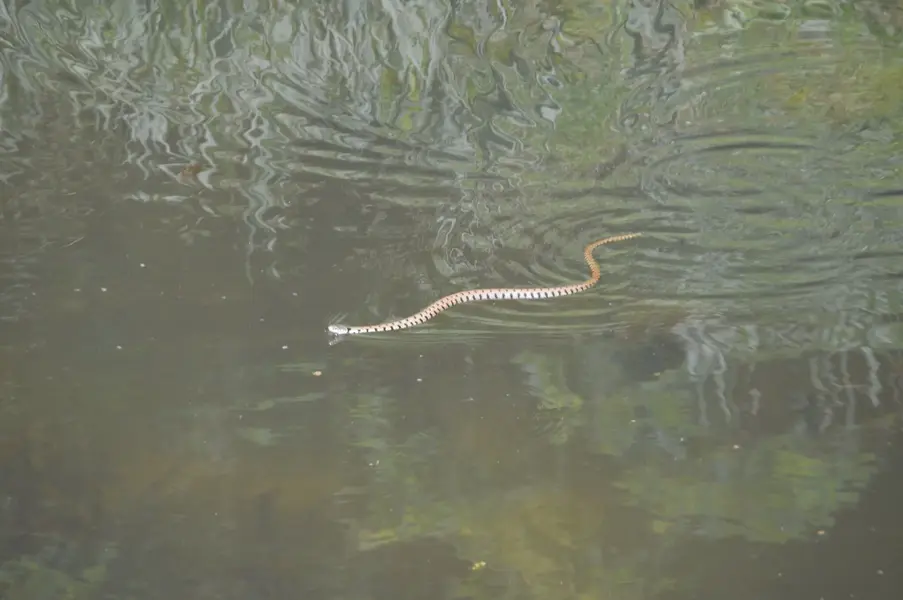 Snake.webp