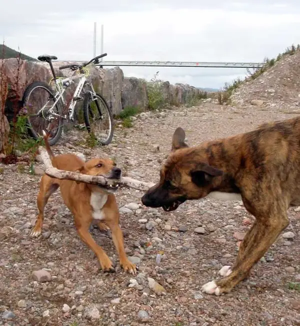 bowwow.webp