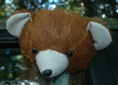 All seeing bear.webp
