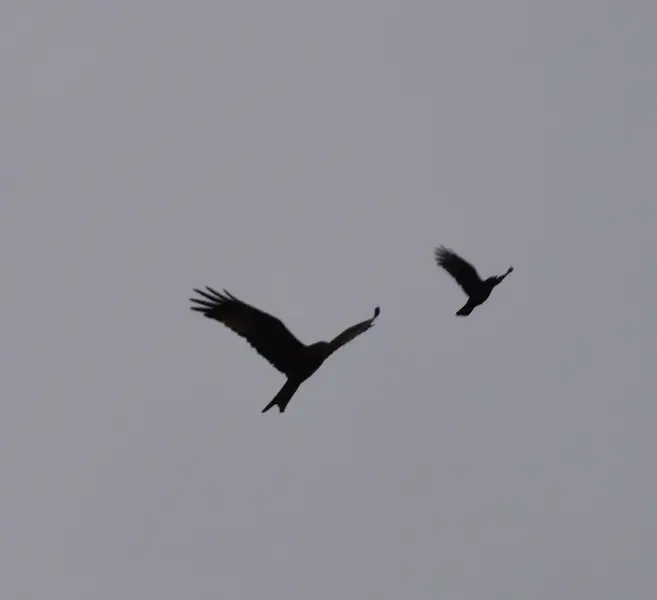Kite twins.webp