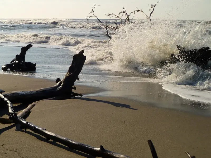 Drift tree big wave 2.webp