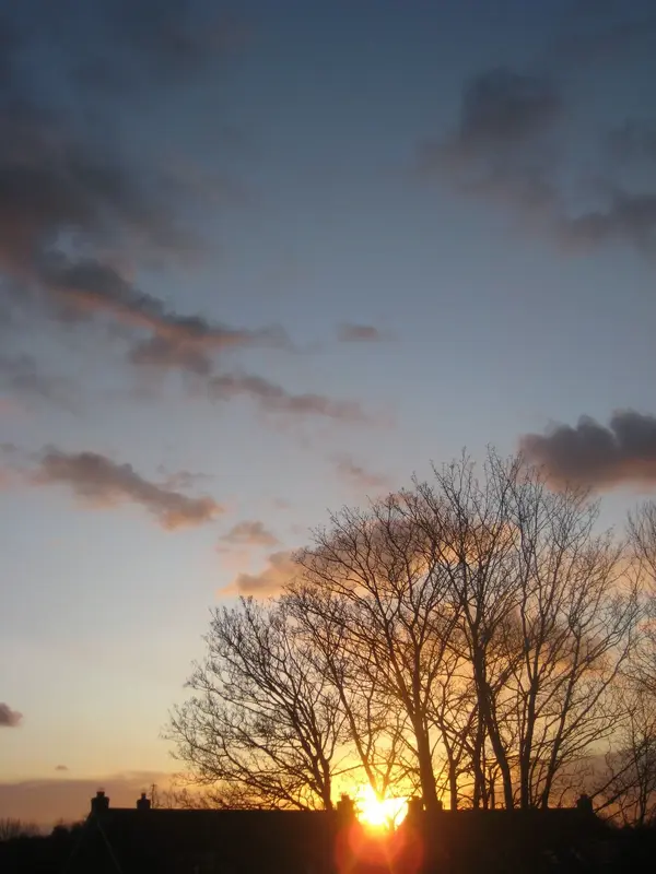 York shadow trees.webp