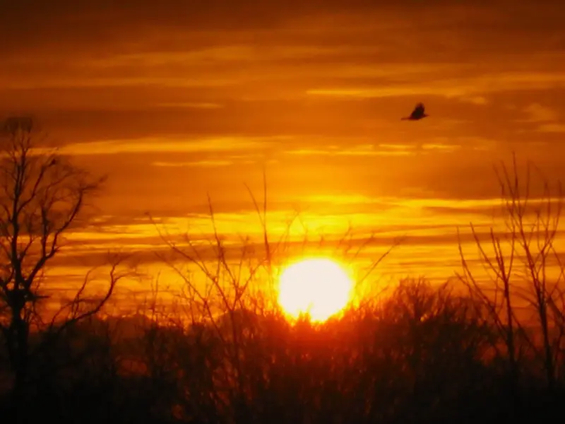 York uni sunset bird 2.1.webp