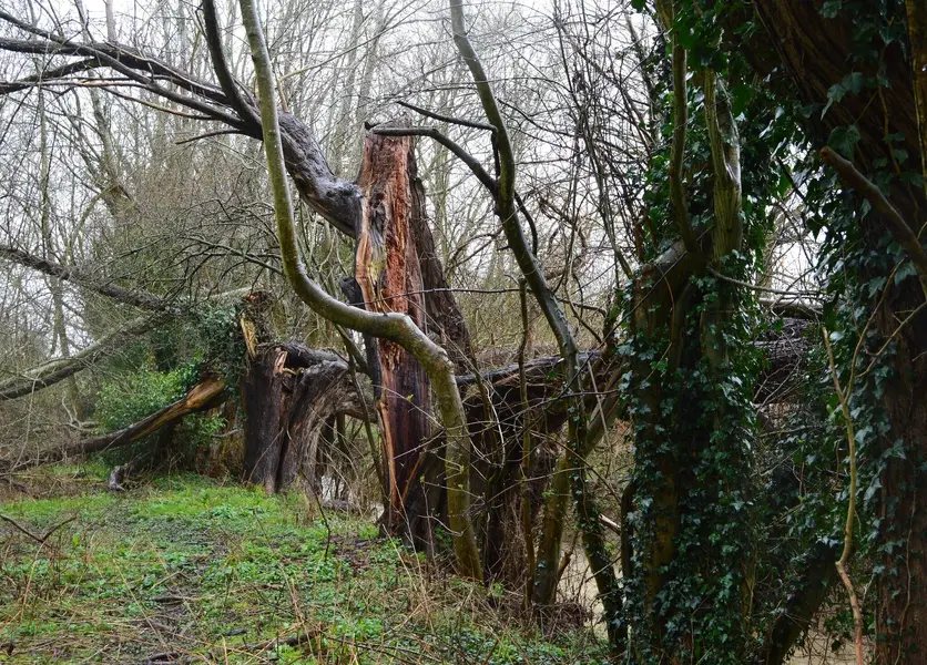 Wellingborough strean 2.1.webp