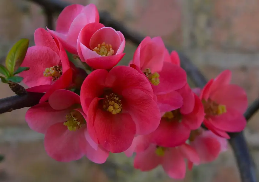 Qunice 2.webp