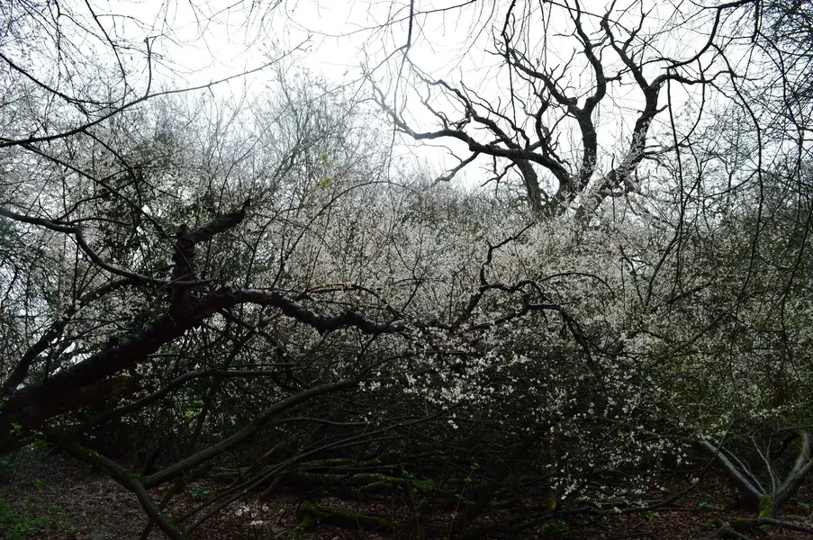 Wellingborough wood greyness.webp