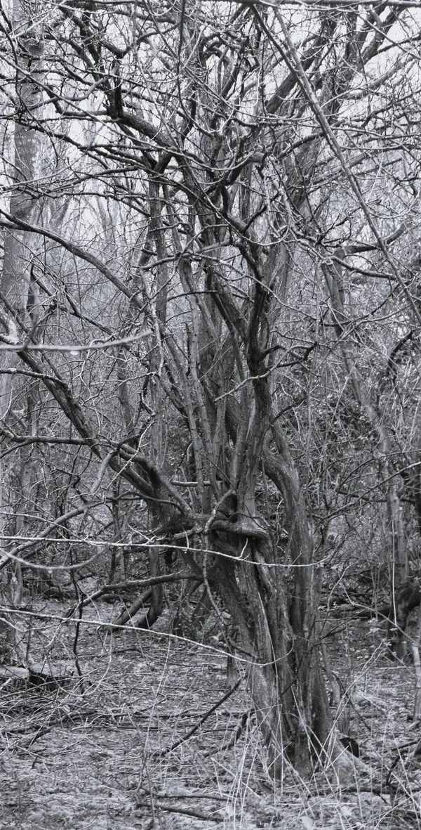 Wellingborough wood 1.webp