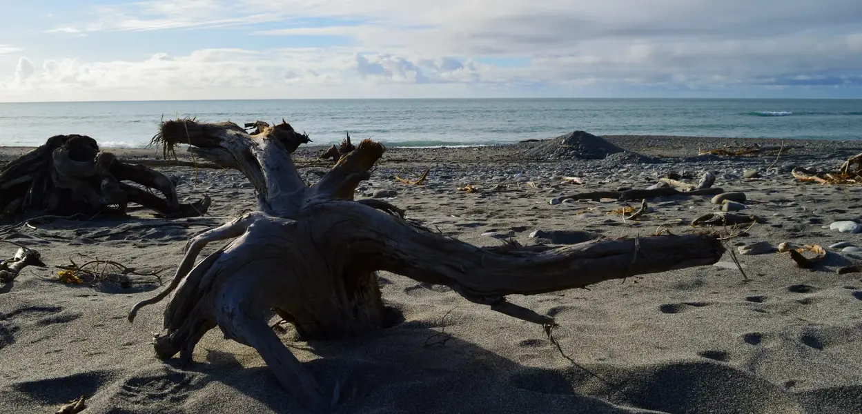 NZ upturned drift tree 1.webp