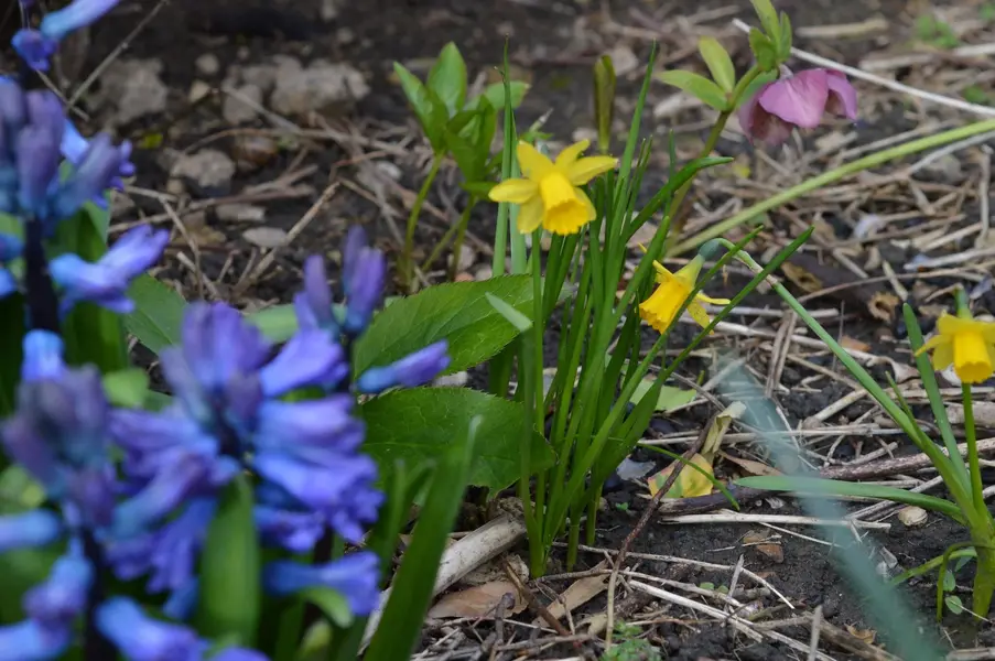 Tiny Daffs.webp