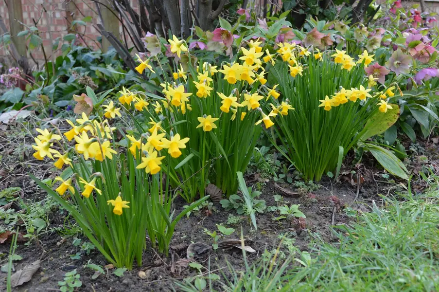 Small Daffs.webp