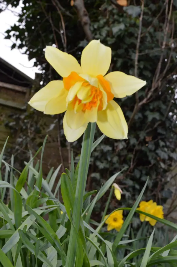 Medium Daffs.webp