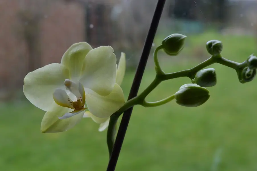Orchid.webp