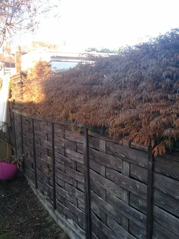 hedge2.webp