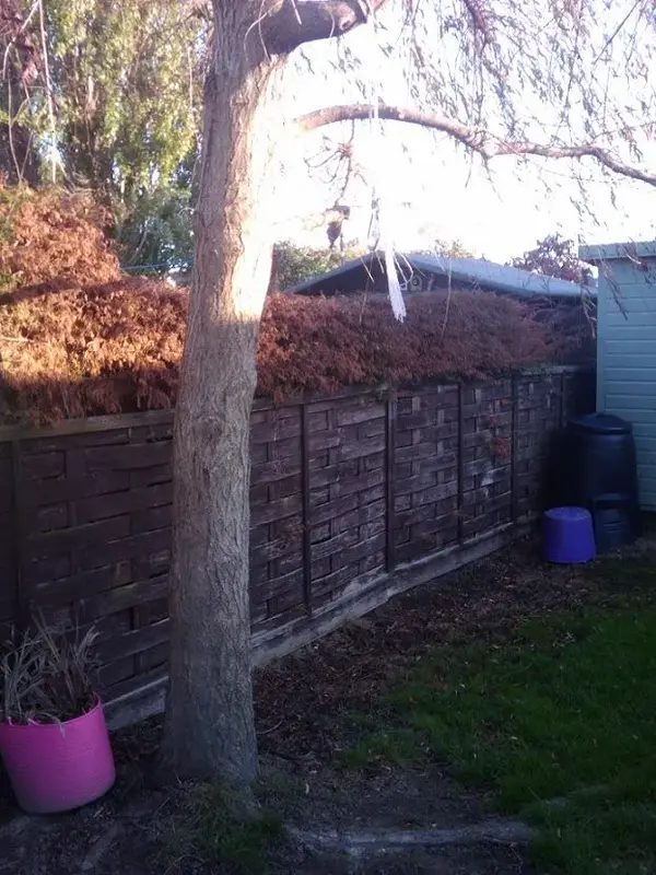 hedge1.webp