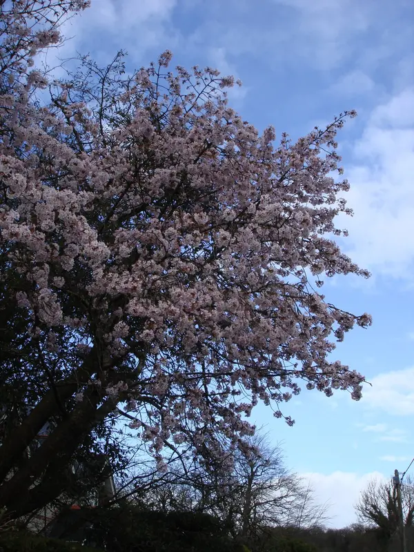 DSC00987.webp