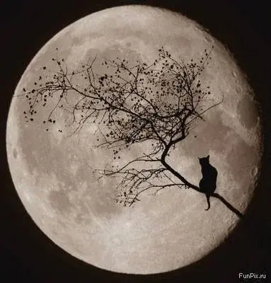 mooncat.webp