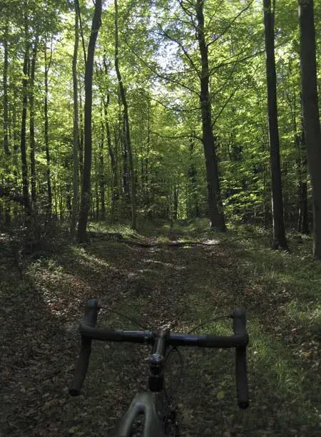 Woods.webp