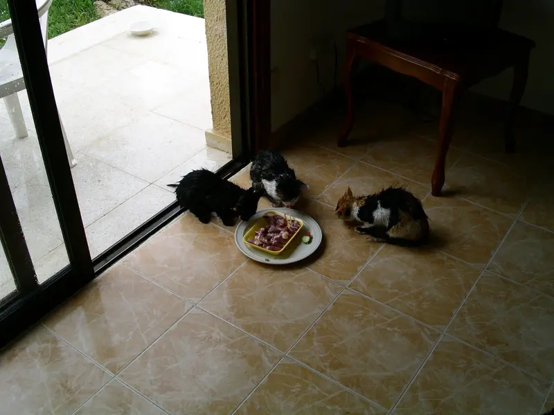PICT0396.webp