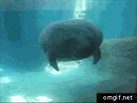 Manatee-Face-bump.webp